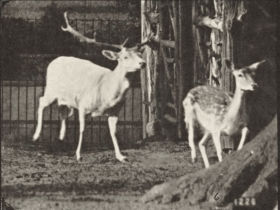 Plate 686 Fallow deer, buck and doe, galloping — figure reference